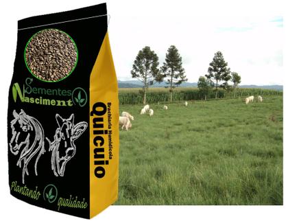 Imagem de 20kg de Brachiraria Humidicola Quicuio ótima para pastagem e para solos com excesso de humidade