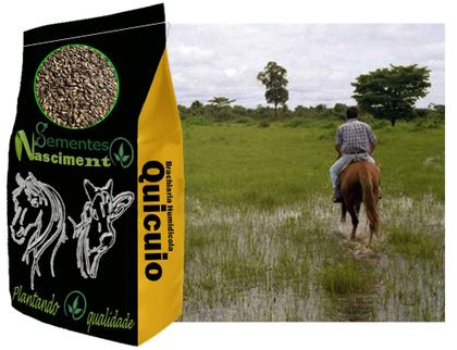 Imagem de 20kg de Brachiraria Humidicola Quicuio ótima para pastagem e para solos com excesso de humidade