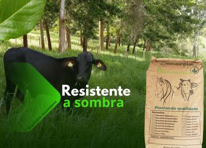 Imagem de 2kg Sementes Brachiaria Decumbens (braquiarinha) pastagem resitente a sombra e combate a erosão