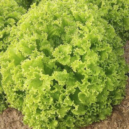 Imagem de 2X Sementes Alface Crespa (Verão) TOPSEED