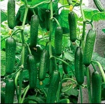 Imagem de 2X Sementes Pepino (Japonês) Aodai Verde Comprido TOPSEED