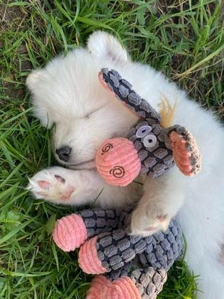 Imagem de 3 Brinquedos Sortidos Para Cães Pelúcia Canelada Resistente Com Apito para Pets Cachorros Pequenos