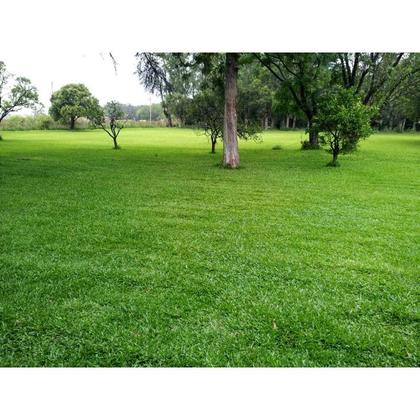 Imagem de 3 Kg De Sementes Grama São Carlos Plus