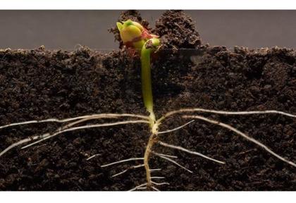 Imagem de 3 Unidades Adubo Forth Maxgreen Farinha De Ossos 1kg Baixo Odor Cheiro