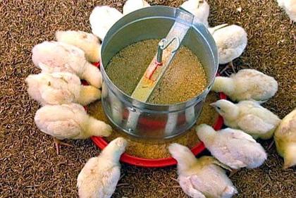 Imagem de 4 Comedouro para Granja Frangos Aves Tubolar Automático 3kg