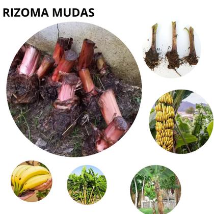 Imagem de 4 Mudas De Banana Ouro + 2 Nanica(rizomas) Envio Imediato Pronta entrega