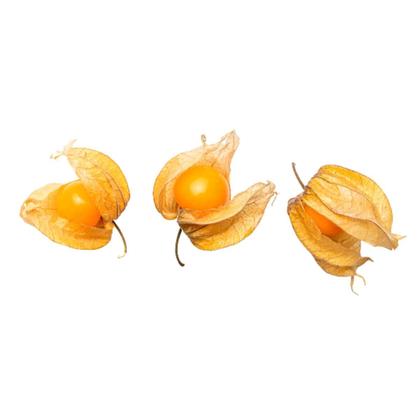 Imagem de 4X Sementes de Fisális GoldenBerry FELTRIN