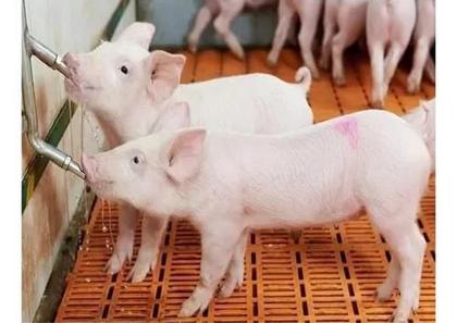 Imagem de 5 Bico Bebedouro Automático - Inox Suínos, Porcos, Chupetas