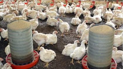 Imagem de 5 Comedouro Tubolar para Aves Frangos Pintinhos Galinhas 5kg