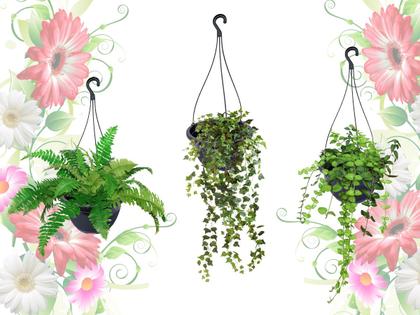 Imagem de 5 Vasos De Pendurar Com Haste Plantas E Flores Jardinagem