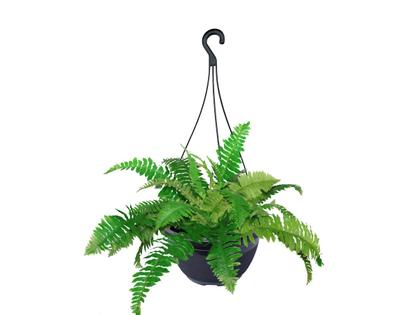 Imagem de 5 Vasos De Pendurar Com Haste Plantas E Flores Jardinagem