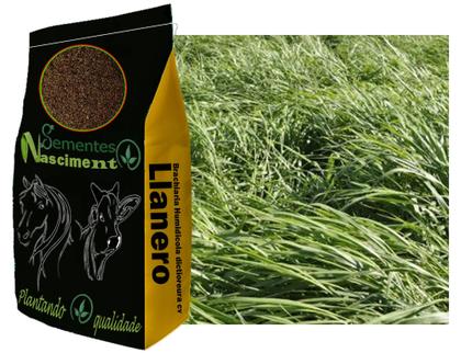 Imagem de 5kg Brachiaria Humidicola cv Llanero ótimo para bovinos e altamente tolerante a seca