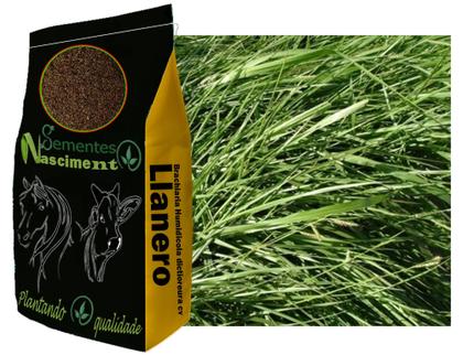 Imagem de 5kg Brachiaria Humidicola cv Llanero ótimo para bovinos e altamente tolerante a seca