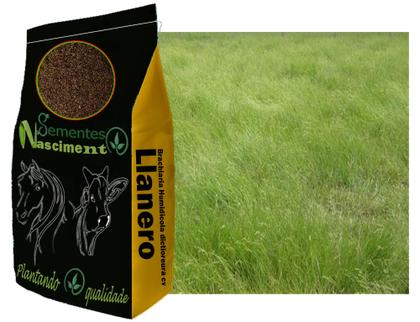 Imagem de 5kg Brachiaria Humidicola cv Llanero ótimo para bovinos e altamente tolerante a seca