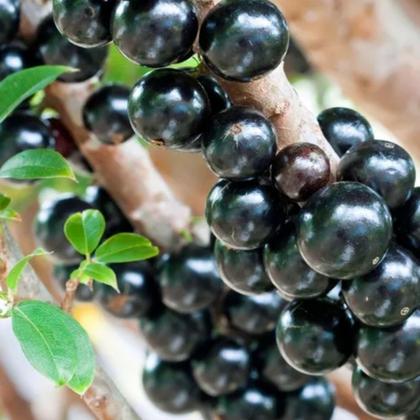 Imagem de 6 Unidades Fertilizante Adubo Forth Jabuticabeiras 400g Jabuticabeira