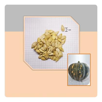 Imagem de Abobora Coração Tipo Jacarezinho Baiana - 8g de Sementes