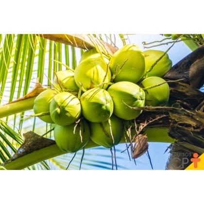 Imagem de Adubo Fertilizante Forth Coqueiros 400g para Coco