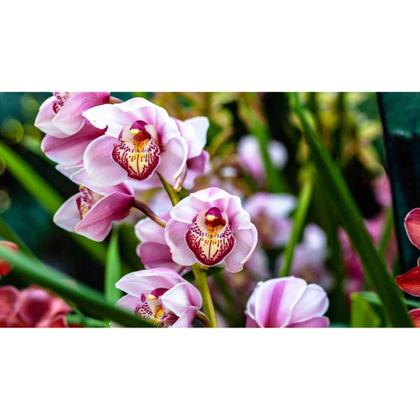 Imagem de Adubo Fertilizante Forth Orquídeas Crescimento NPK 30.10.10 Linha Peters