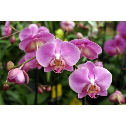 Imagem de Adubo Fertilizante Forth Orquídeas Crescimento NPK 30.10.10 Linha Peters