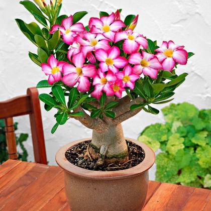 Imagem de Adubo Fertilizante Mineral Para Rosa Do Deserto NPK Forth 3kg