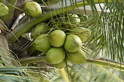 Imagem de Adubo Fertilizante Para Coqueiro Forth 3kg NPK e 9 Nutrientes