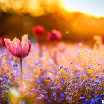 Imagem de Adubo Fertilizante Para Flores NPK Forth Flores 3kg 