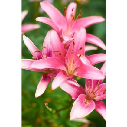 Imagem de Adubo Fertilizante Para Flores NPK Forth Flores 3kg 