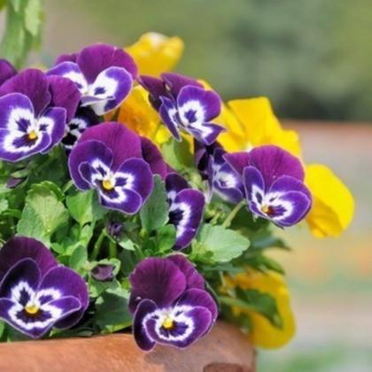 Imagem de Adubo Fertilizante Para Flores NPK Forth Flores 3kg 