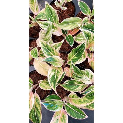 Imagem de Aglaonema 'Pink Aurora' (Café-de-Salão Aurora Rara)