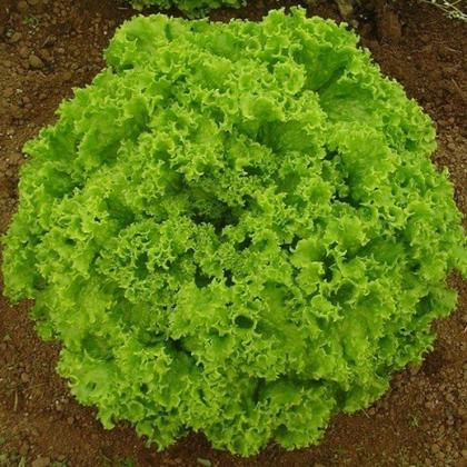 Imagem de Alface Crespa SUPER Itapuã - 3gramas de Sementes