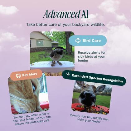 Imagem de Alimentador inteligente de pássaros Bird Buddy Pro Solar com câmera azul