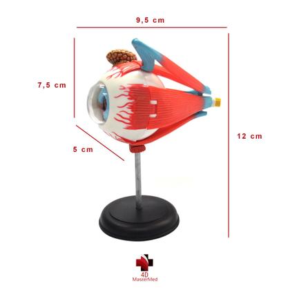 Imagem de Anatomia do Globo Ocular