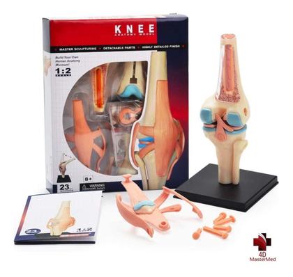Imagem de Anatomia do Joelho com articulações - 4D MasterMed