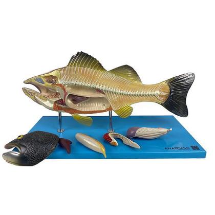 Imagem de Anatomia do Peixe , Dividido em 6 Partes