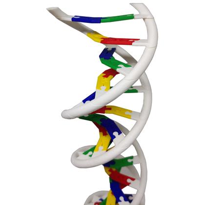 Imagem de Anatomia Dupla Hélice Dna Humano Modelo Anatômico Biologia 3D