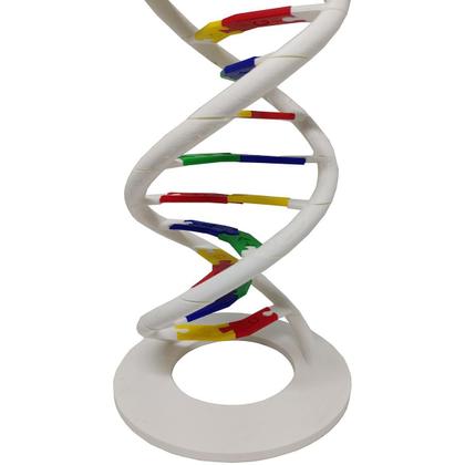 Imagem de Anatomia Dupla Hélice Dna Humano Modelo Anatômico Biologia