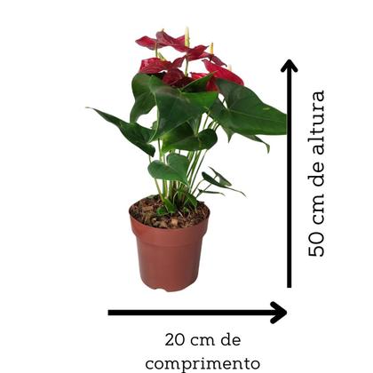 Imagem de Anturio Vermelho Adulta Rara Exotica Presente Natal Gigante