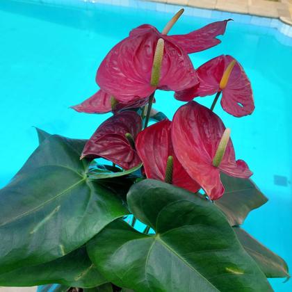 Imagem de Anturio Vermelho Adulta Rara Exotica Presente Natal Gigante