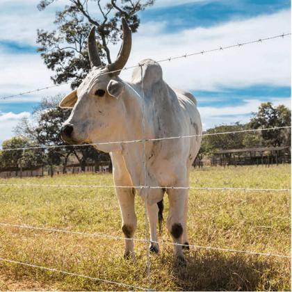 Imagem de Arame Farpado Belgo Rodeio Rolo 250m