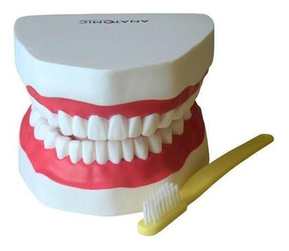 Imagem de Arcada Dentária Com Língua E Escova Modelo Anatomia