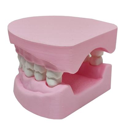 Imagem de Arcada Dentária Com Suporte Modelo 3D Dente Gengiva Boca Anatomia