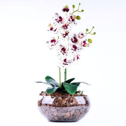 Imagem de Arranjo de Orquídea Toque Real Deluxe