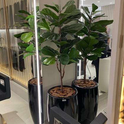Imagem de Árvore Artificial Ficus Lyrata Planta Toque Real No Gesso
