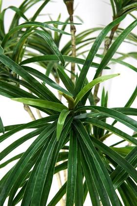 Imagem de Árvore Planta Artificial Dracena 164cm Grande Folhagem Luxo