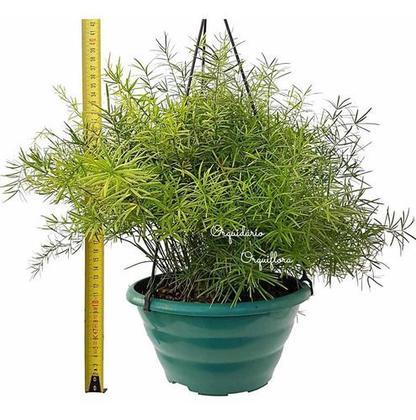 Imagem de Aspargo Alfinete (aspargus Densiflorus) Planta Adulta