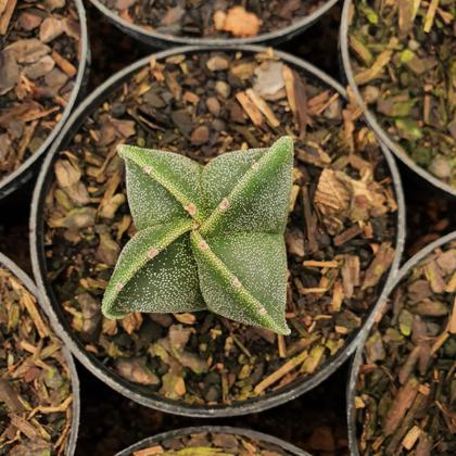 Imagem de Astrophytum Myriostigma 4 Quinas -  