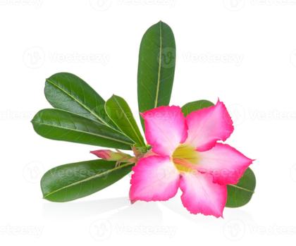 Imagem de Azaléia decoração presente dia das mães.