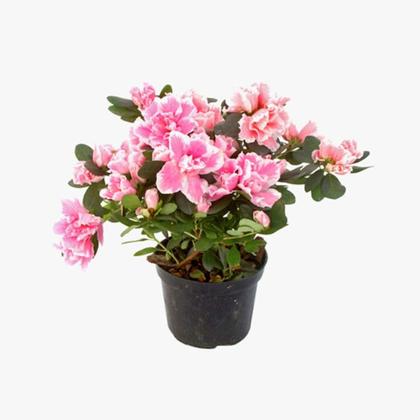 Imagem de Azaléia decoração presente dia das mães.