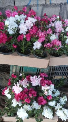 Imagem de Azaléia decoração presente dia das mães.