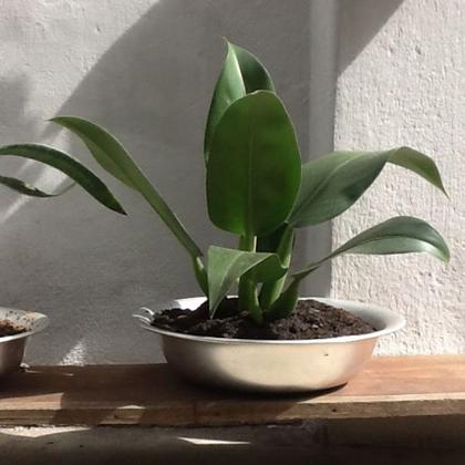 Imagem de Bacia de Alumínio Redonda Para Banho Assento e Cozinha 60cm